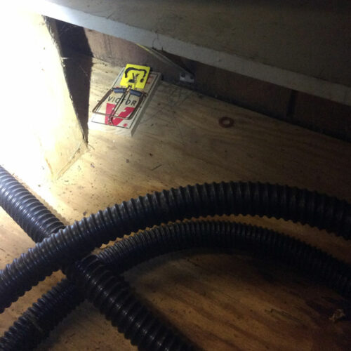 Rat damage repair and clean up